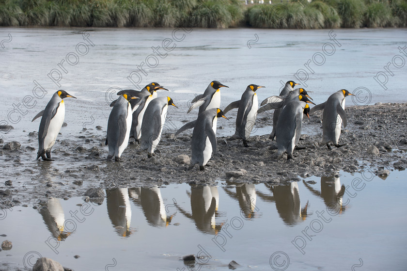 D4S6167 
 King Penguins - Salisbury Plain, South Georgia