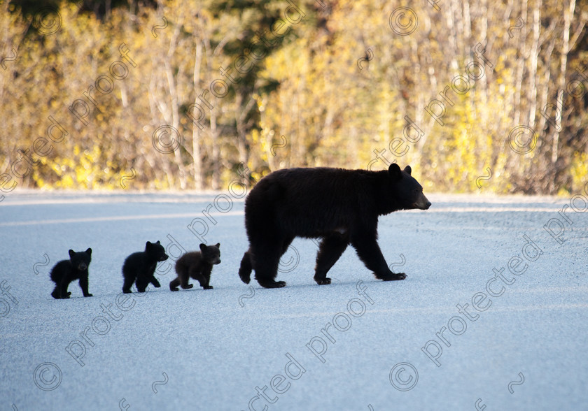 HWP 6756 
 Road Safety 
 Keywords: Black Bear, Cubs, Jasper, Alberta, Rockies, Canada