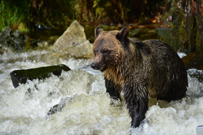 D4A 5468 
 Grizzly Bears 
 Keywords: Grizzly, Bear, Brown, Feeding, eating, Salmon, fishing, ecology, Canada, British Columbia