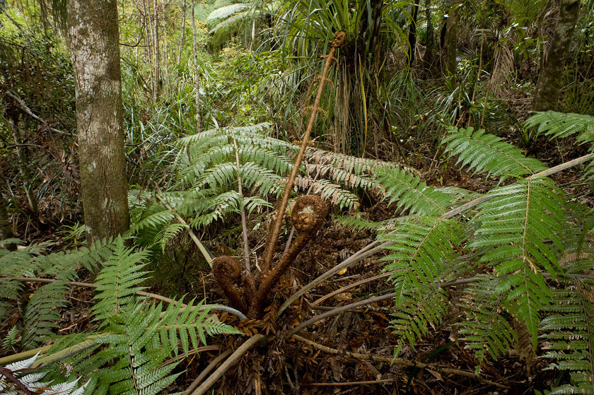 HWP 9568 
 Kiwi Fern 
 Keywords: Fern, Kiwi, New Zealand, Rain Forest, Temperate, Waitakere, Auckland, Green, Trees, Forest,