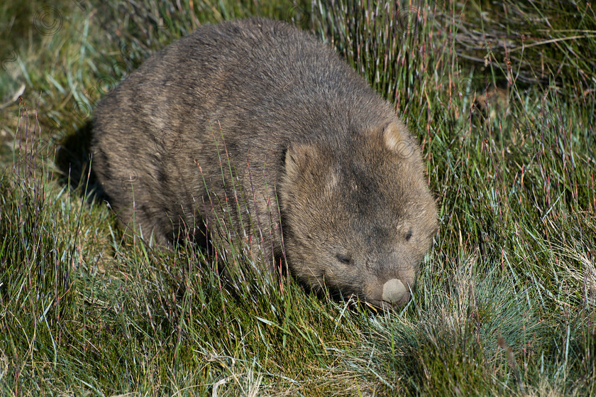 Wombat Large 
 Common Wombat 
 Keywords: Wombat,wildlife,Tasmania,Australia