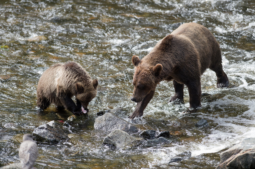 D4S8092 
 Mother Grizzly (Brown) Bear and her cub fishing for salmon. 
 Keywords: Mother,Grizzly,Brown,Bear,Cub,fishing,searching,foraging,salmon,British Columbia,Canada