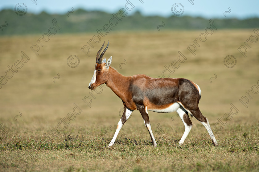 D4P7280 
 Blesbok - Eastern Cape, South Africa 
 Keywords: South Africa, Blesbok, Eastern Cape,wildlife,africa