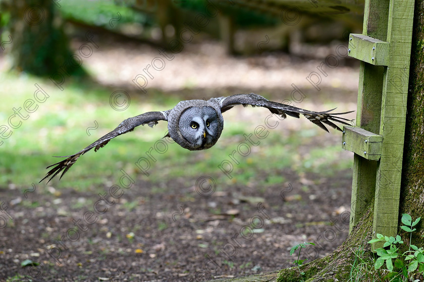 D4S2817 
 Short Eared Owl - in flight 
 Keywords: Owl, short eared, in flight, flying, Asio flammeus, bird of prey, Hampshire, United Kingdom