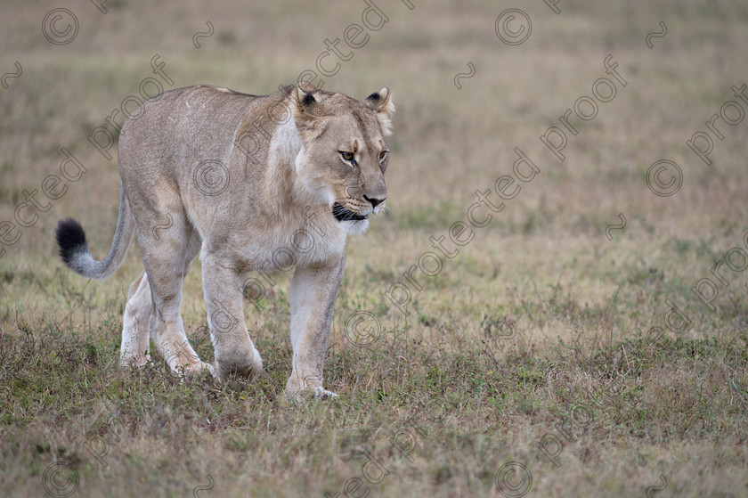 D4P8209 
 Lioness 
 Keywords: Lion, lioness, wildlife, mammal, endagered, africa, Eastern Cape