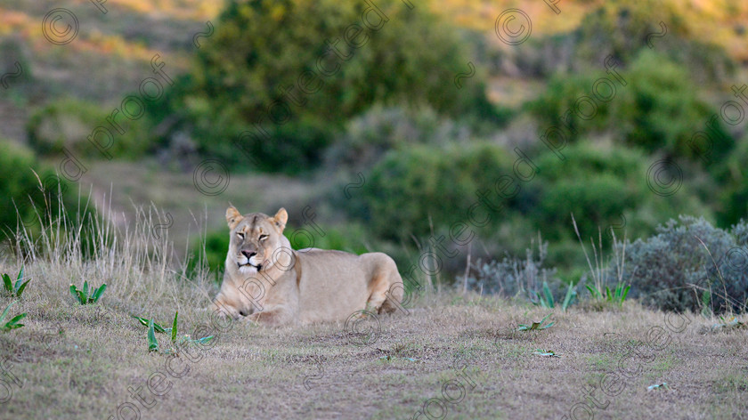 D4P7602 
 Lioness waits 
 Keywords: South Africa; lioness; eastern cape; wildlife; endangered; mammals;africa