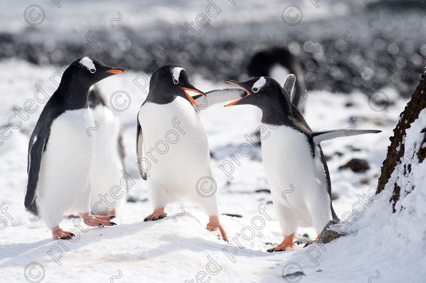 D4S3956 
 Gentoo Penguins - South Shetlands, Antarctica