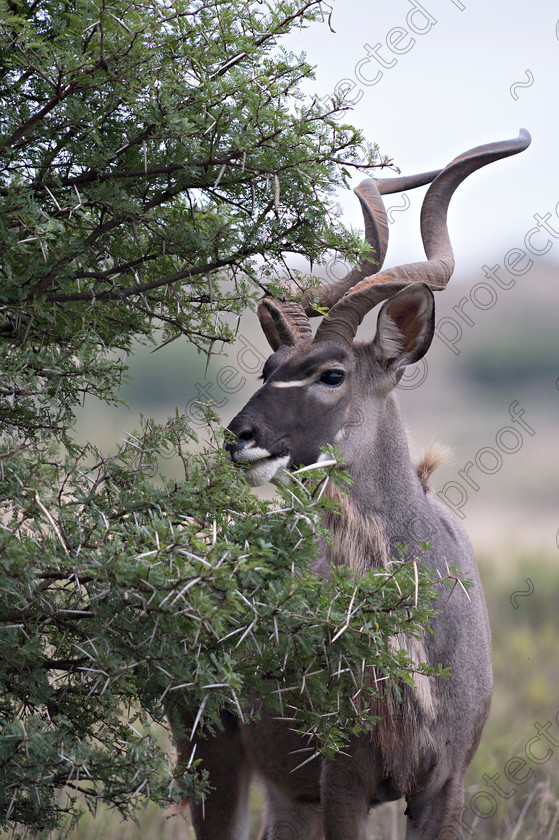 D4P8067 
 Kudu 
 Keywords: Kudu, mammal, wildlife, africa, Eastern Cape