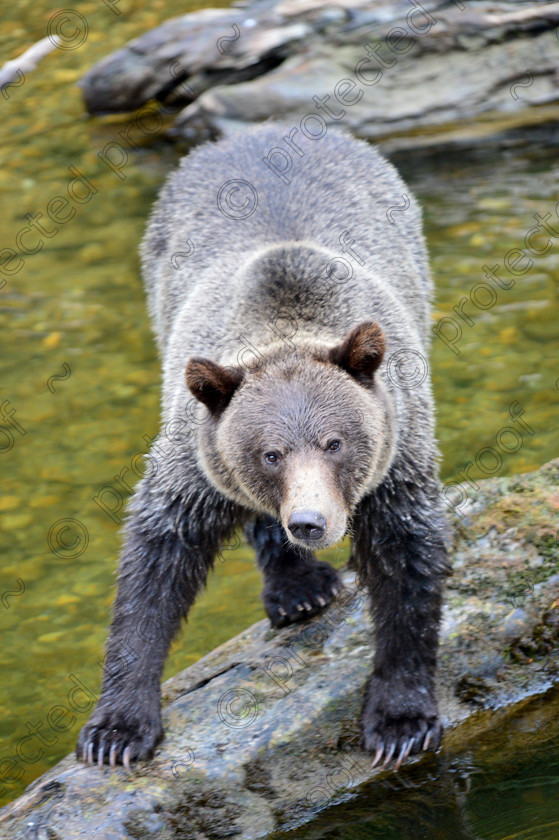 8282 
 Grizzly Hunting 
 Keywords: Grizzly, grizzly, Bear, bear, brown bear, Grizzly Bear, Claws, hunting, British Columbia, Canada,