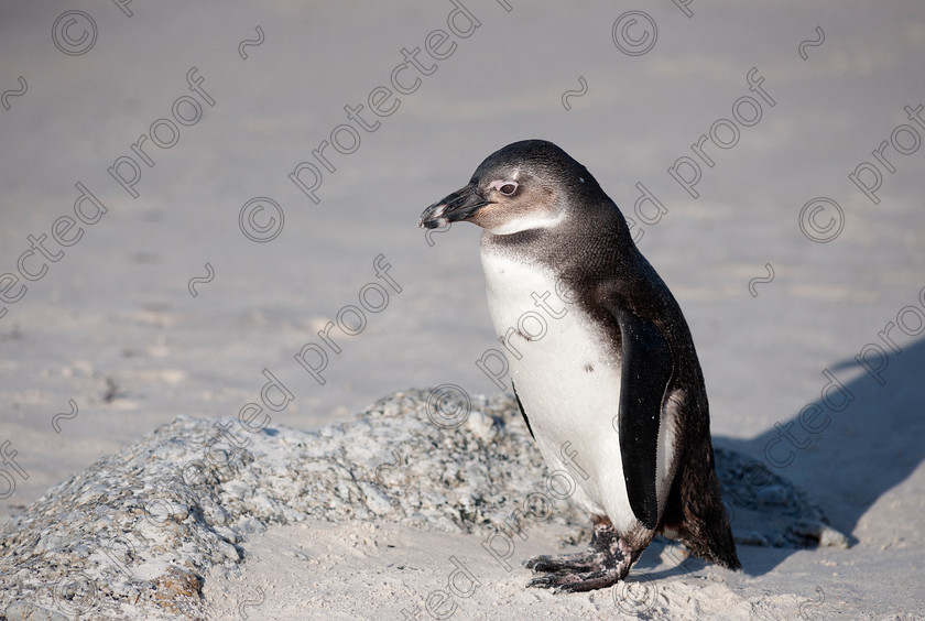 D3X2466 
 African Penguin 
 Keywords: African Penguin, South Africa, Boulders Beach, jackass penguins, mammal, endagered