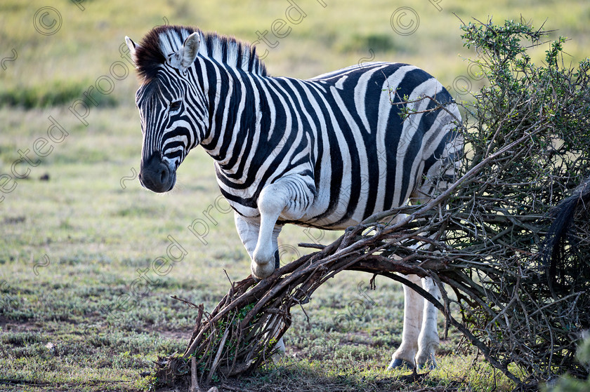 D4P8367 
 Zebra 
 Keywords: Zebra, mammals, wildlife, africa, Eastern Cape