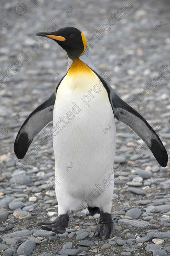 D4S6074 
 King Penguin - Front View 
 Keywords: King Penguin,Front,South Georgia,Antarctica,pebbles,beach,climate change,global warming,orange,grey,