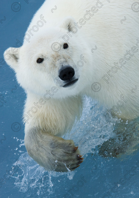 HWP 0237 
 Female Polar Bear 
 Keywords: Polar Bear, Spitsbergen, Svalbard, Global Warming, Paws, Claws,