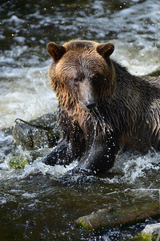 D4A 5427 
 Grizzly Bears 
 Keywords: Grizzly, Bear, Brown, Feeding, eating, Salmon, fishing, ecology, Canada, British Columbia