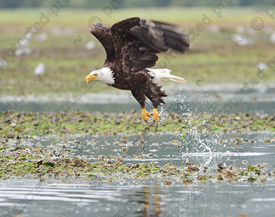 PHONE D4A 4862 
 BALD EAGLE 1