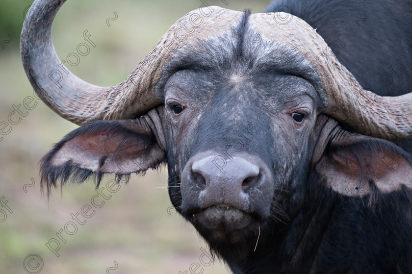 D4P8029-2 
 African Buffalo 
 Keywords: African Buffalo;mammal;africa;eastern cape