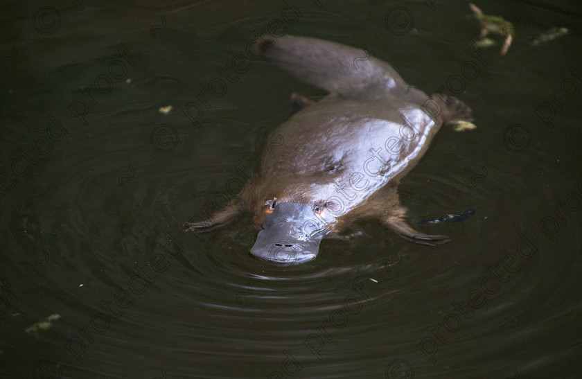 Platypus2 
 Platypus 
 Keywords: Platypus,Latrobe,endangered,australia,wildlife,