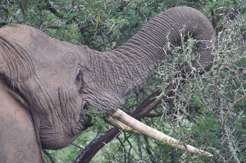 D4P7678 
 Elelphant eating Thorn Bush 
 Keywords: Eastern Cape, Shamwari, South Africa, africa,Elelphant,Pachyderm,Mammal,Thorn Bush,Acacia,Eating,food,tusks,ivory,trunk