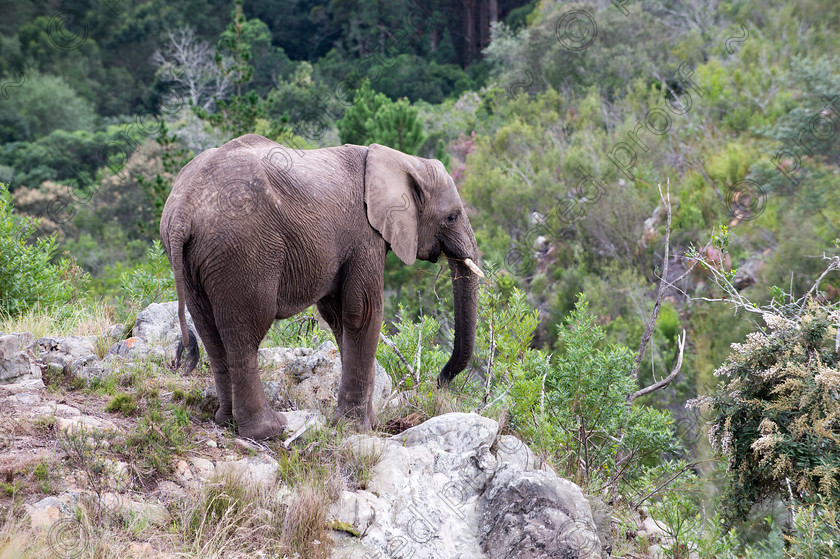 D4P6698 
 African Elephant Standing 
 Keywords: Elephant,mammal,Elephantidae,Loxodonta africana,endagered,tusks,Pachyderm,Knysna,South Africa