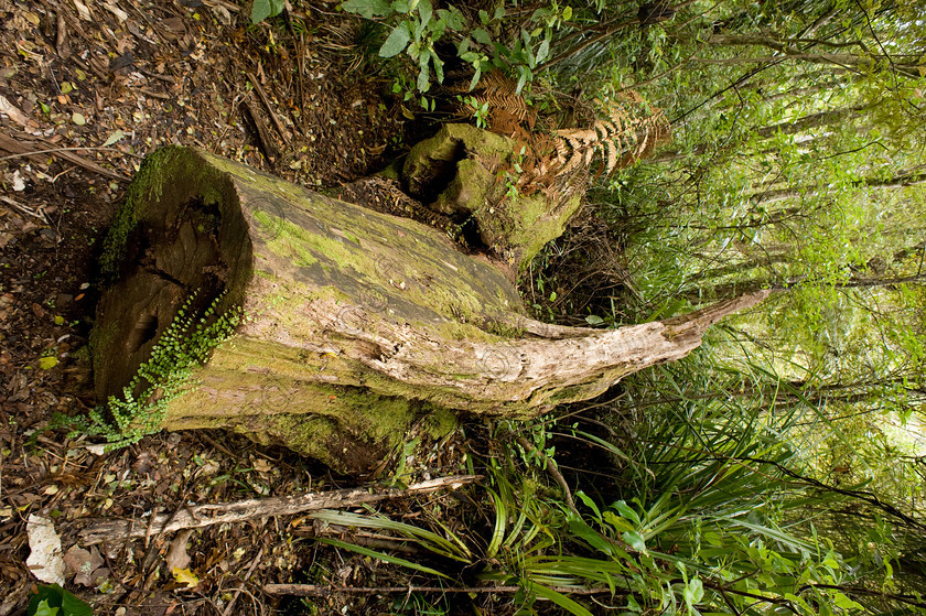 HWP 9533 
 Waitekere Rain Forest 
 Keywords: Rain Forest, Waitakere, Auckland, New Zealand, Green, ecology, ferns, bark, natural history, trees, felling,