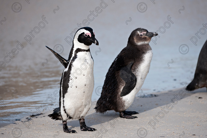 D3X2119 
 African Penguin 
 Keywords: African penguin, jackass penguin, penguin, wildlife, mammal, South Africa, Western Cape, Boulders