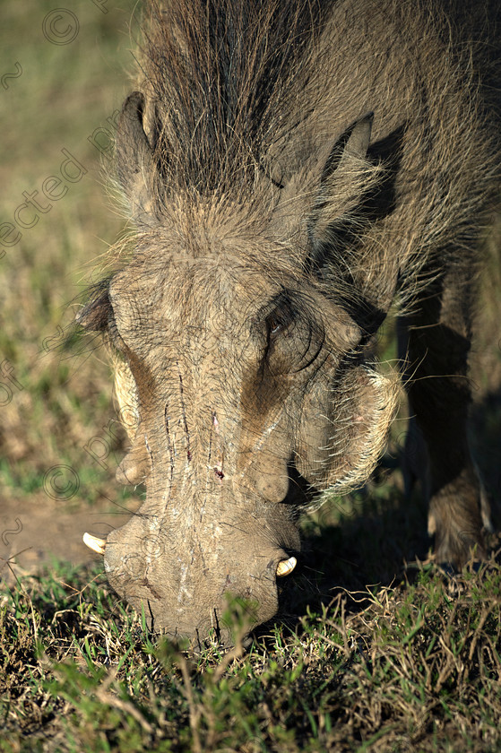 D4P8542 
 Warthog 
 Keywords: Warthog, mammal, wildlife, africa, Eastern Cape