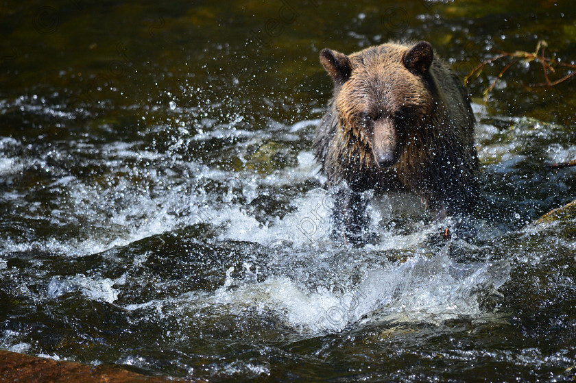 D4A 5456 
 Grizzly Bears 
 Keywords: Grizzly, Bear, Brown, Feeding, eating, Salmon, fishing, ecology, Canada, British Columbia