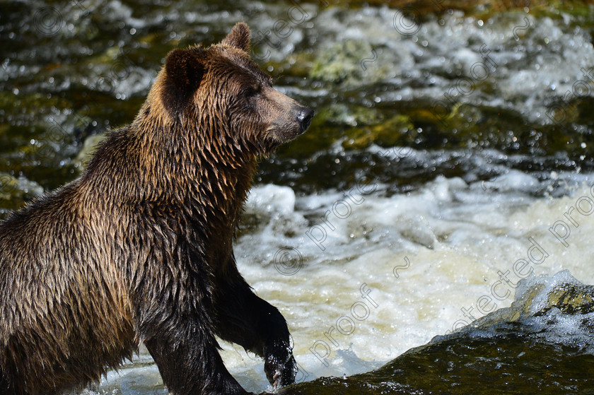 D4A 5487 
 Grizzly Bears 
 Keywords: Grizzly, Bear, Brown, Feeding, eating, Salmon, fishing, ecology, Canada, British Columbia