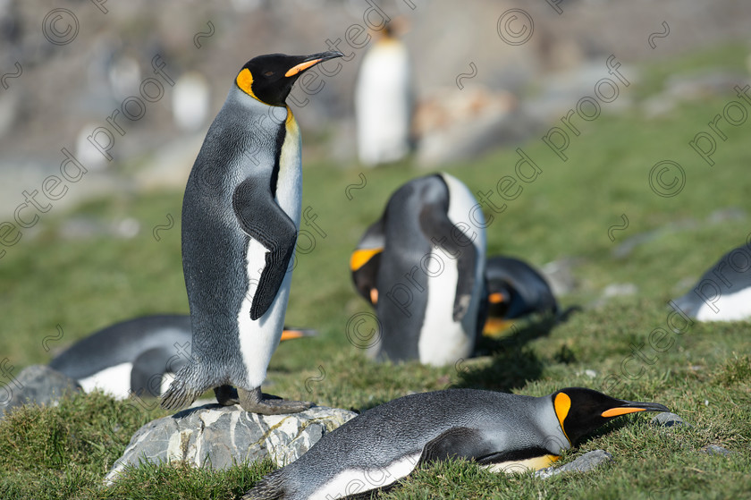 D4S8115 
 King Penguins 
 Keywords: King Penguins,salisbury plain,south georgia,antarctica,global warming,mammals