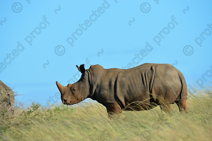 White Rhino 
 White Rhino 
 Keywords: White Rhino, Rhinoceros, endagered, South Africa, Africa, mammal, Shamwari, East Cape,