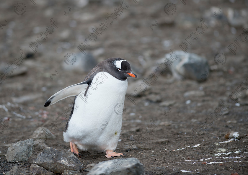 D4S0473 
 Gentoo Penguin Walking 
 Keywords: Gentoo,Penguin,Walking,South Shetlands,Antarctica,Climate Change,Global Warming,rocks,volcanic ash