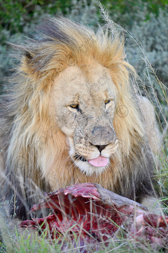 D4P7464 
 Lion 
 Keywords: Lion, King, King of the Jungle, Southern Africa, mammal, Big Cat, Big Five, East Cape, Shamwari, prey, feeding, eating,tongue,