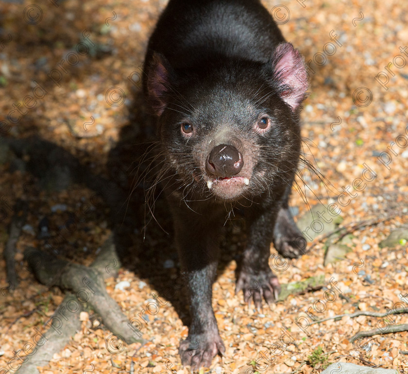 D4P0937 
 Tasmanian Devil 
 Keywords: Devil, Tasmanian, Cradle Mountain, Australia, Endagered, Rare, Teeth,