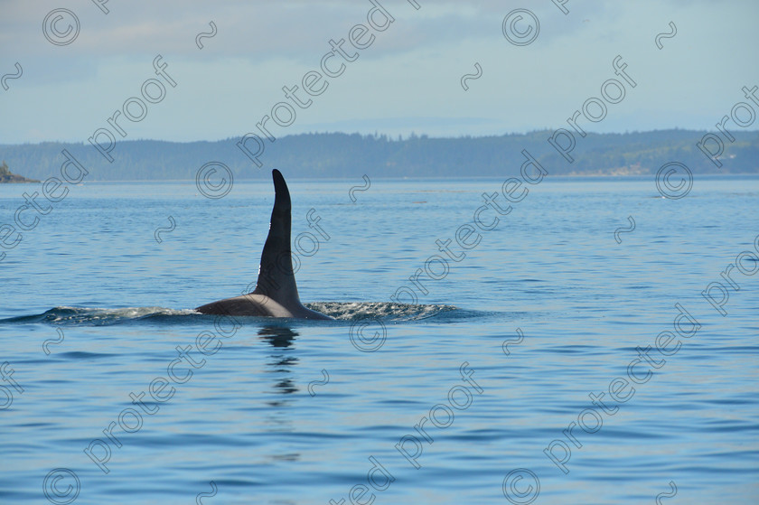 D4A 6686 
 Orca 
 Keywords: Killer Whale,johnstone straight,canada,Orca,