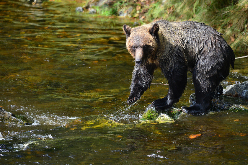 D4A 5444 
 Grizzly Bears 
 Keywords: Grizzly, Bear, Brown, Feeding, eating, Salmon, fishing, ecology, Canada, British Columbia