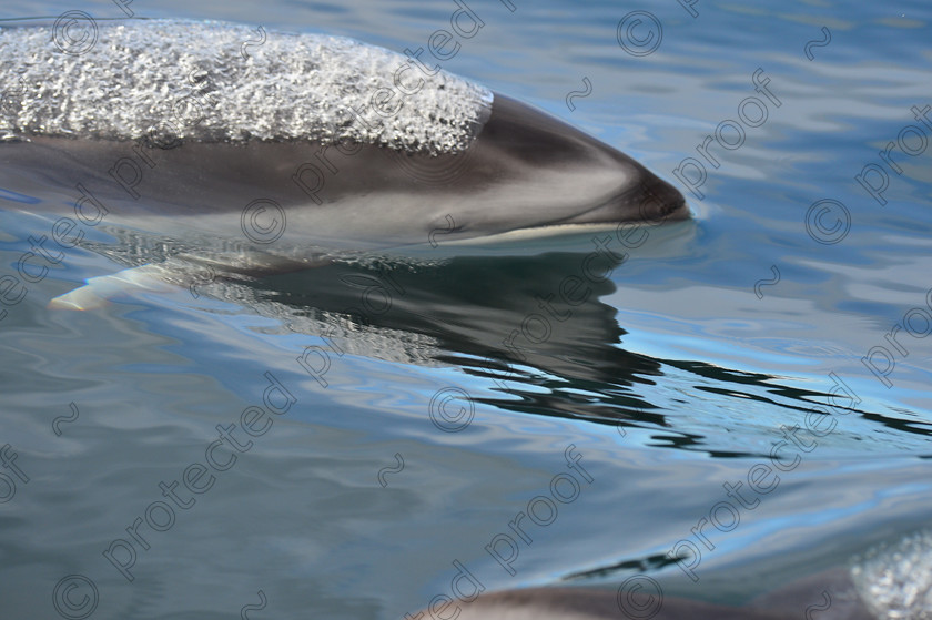 HPD 1676 
 Pacific White Sided Dolphin 
 Keywords: Dolphin, Pacific White Side, Mammal, Bubbles, Canada, Pacific, Marine life, ecology, British Columbia,