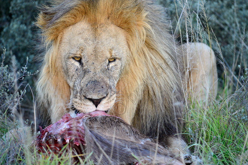 D4P7474 
 Lion with Kudu prey 
 Keywords: Eastern Cape, Shamwari, South Africa, africa,lion,feeding,prey,Kudu,pride