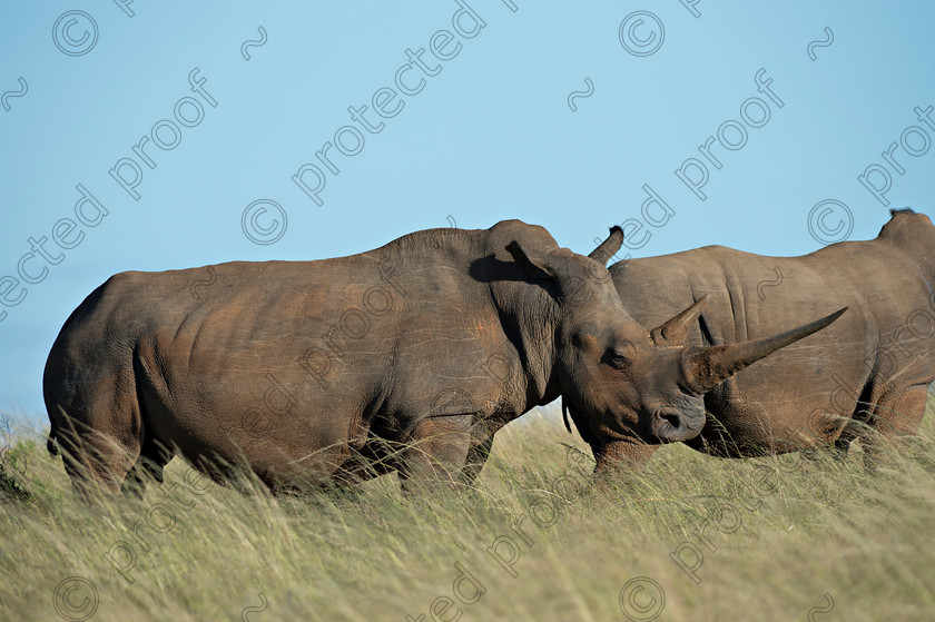 D4P7232 
 White Rhino - Eastern Cape - South Africa 
 Keywords: South Africa, Rhinocerous, White Rhino, Eastern Cape, endagered