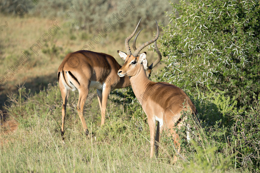 D4P7354 
 Impala 
 Keywords: South Africa, Impala, Eastern Cape, africa