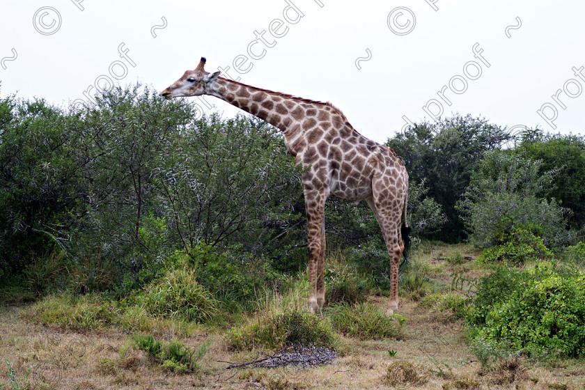 DSC1179 
 Giraffe 
 Keywords: Giraffe; wildlife; south africa; eastern cape