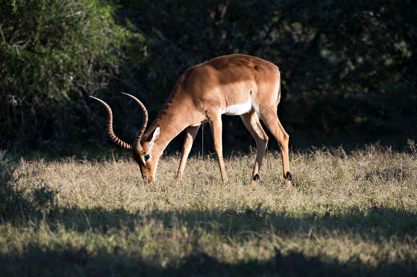 D4P7297 
 Impala 
 Keywords: South Africa,Impala,wildlife,africa,