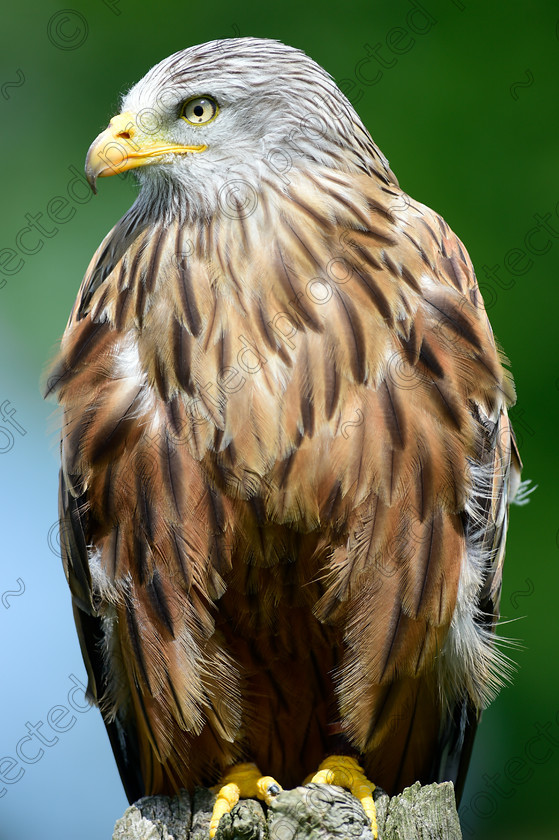 D4S2582 
 Red Kite 
 Keywords: Red Kite, perched, diurnal, raptor, M. milvus, bird of prey, Hampshire, England