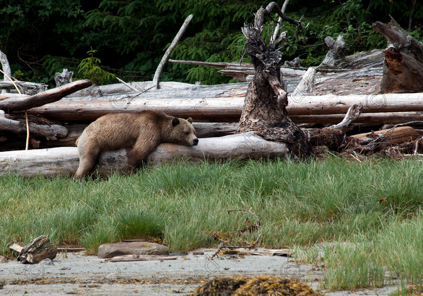 HWP 0753 
 Taking a Nap! 
 Keywords: Grizzly Bear, Bear, Brown, Sleeping, Napping, snoozing, British Columbia, Canada