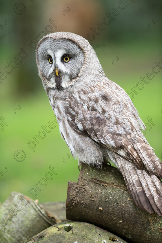 D4S2721 
 Short Eared Owl 
 Keywords: Short Eared Owl, perched, Asio flammeus, bird of prey, Hampshire, United KIngdom