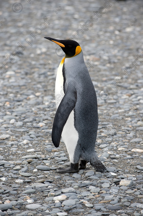 D4S6070 
 King Penguin - Side view 
 Keywords: King Penguin, South Georgia,Antarctica,Beach,pebbles,global warming,climate change,Beak,Orange,Grey