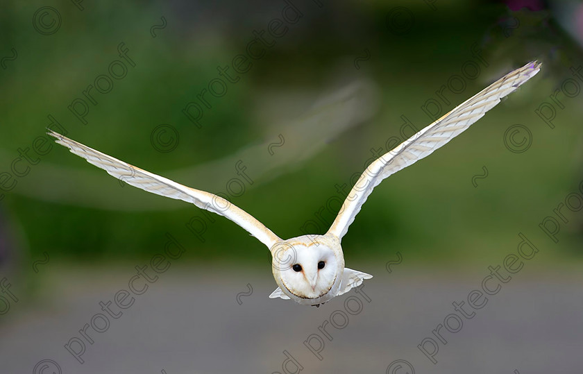 Barn Owl 
 Barn Owl in Flight 
 Keywords: Barn Owl,flying,flight,bird of prey,raptor,Hampshire,United Kingdom