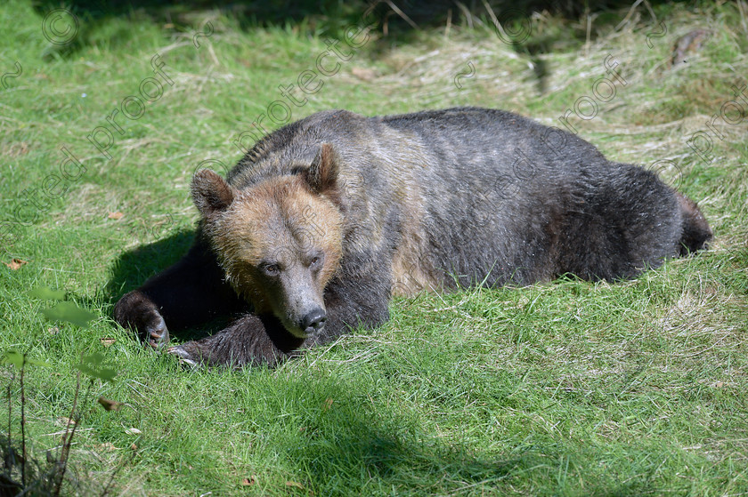 D4S7621 
 Female Grizzly (Brown) Bear laying on grass resting, British Columbia, Canada 
 Keywords: Female,Grizzly,Brown Bear,laying,grass,resting,sleeping,napping,British Columbia,Canada