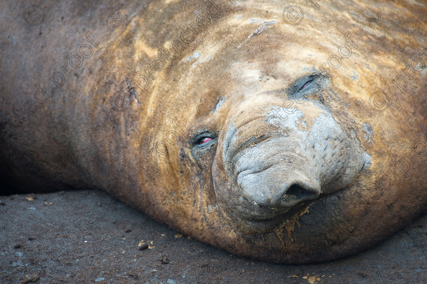 D4S0895 
 Elephant Seal