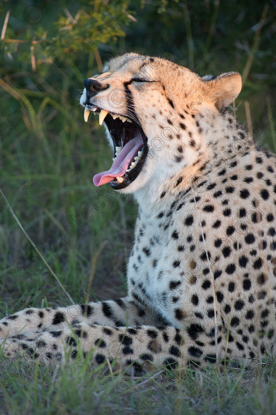 D4P8839 
 Cheetah - yawning 
 Keywords: Eastern Cape, Shamwari, South Africa, africa,Cheetah,yawning,teeth,fur,wildlife,mammal,predator