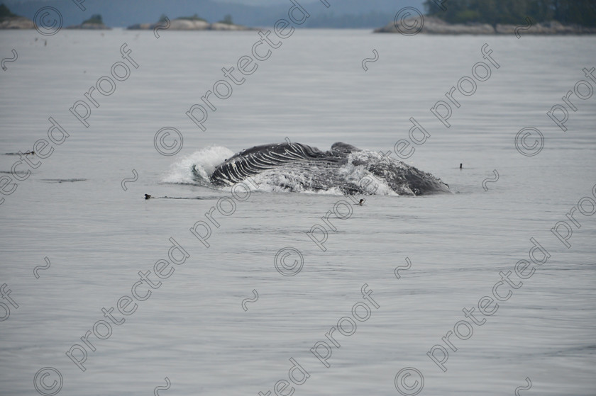 HPD 2694 
 Humpback Whale - Breech Feeding 
 Keywords: Humpback,whale,breech feeding,Canada